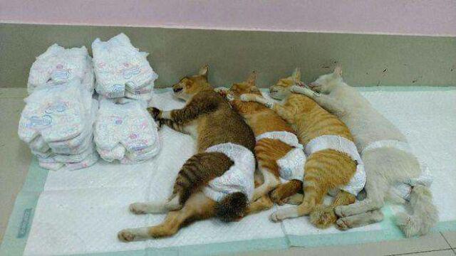 Gorden / Hordeng Jendela Karakter Doraemon, Keroppi, Hello Kitty, Mickey Mouse