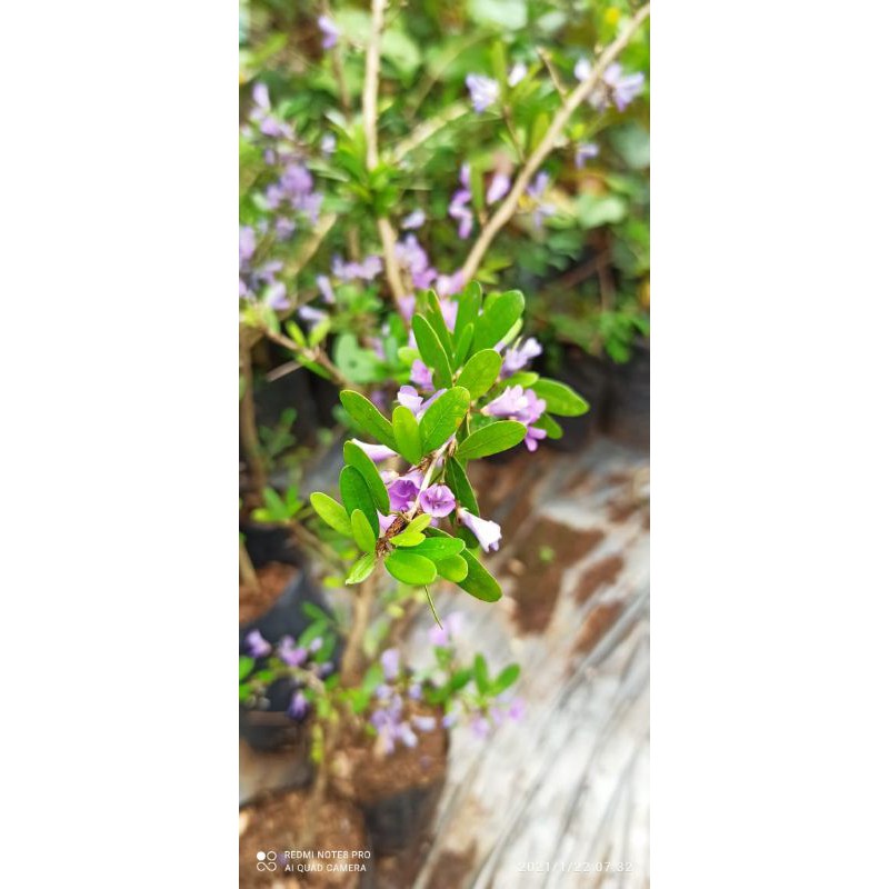 saeng simbur mikro vietnam