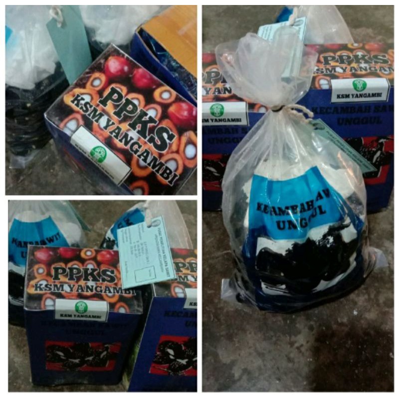 bibit cambah sawit yangambi unggul