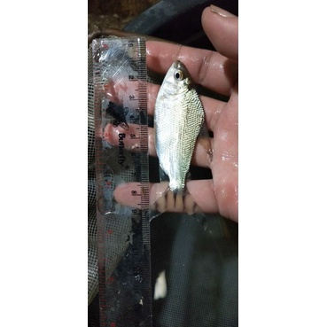 ikan yff ( yelow feifeng)