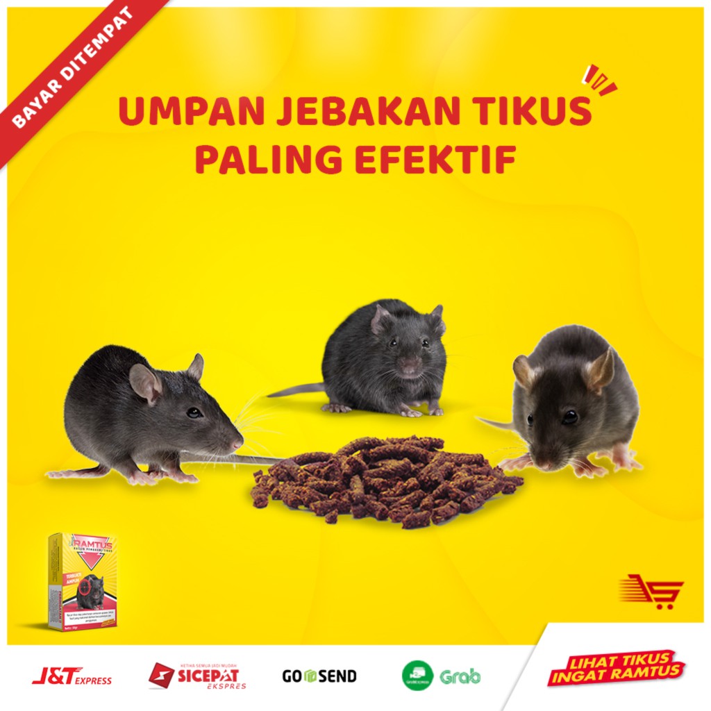 Umpan Jebakan Tikus Masal Paling Efektif Tanpa Alat Jebakan Tikus Jepit Listrik Massal Elektrik Shopee Indonesia