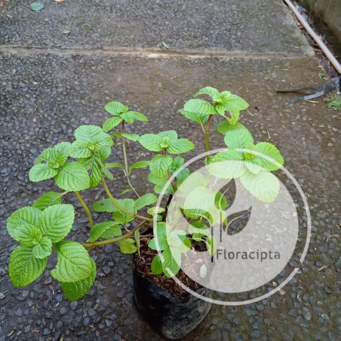 BIBIT POHON CINCAU HITAM/TANAMAN DAUN CINCAU HITAM JANGGELAN BIBIT TANAMAN