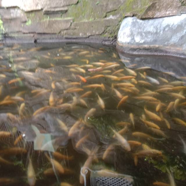 

Ikan Fresh sueger, dipastikan datang fresh dan seger