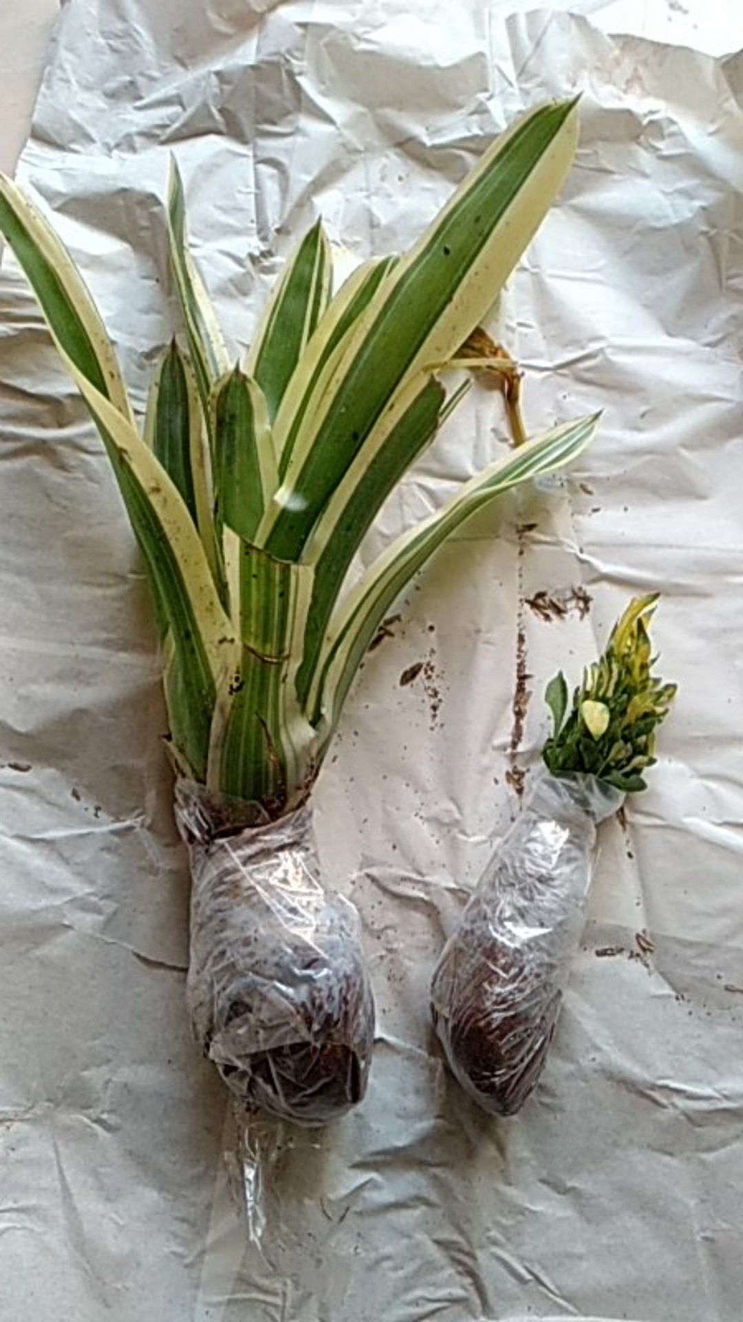 Tanaman Hias Aechmea Gamosepala/bromelia Jagung/bromelia Putih Varigata