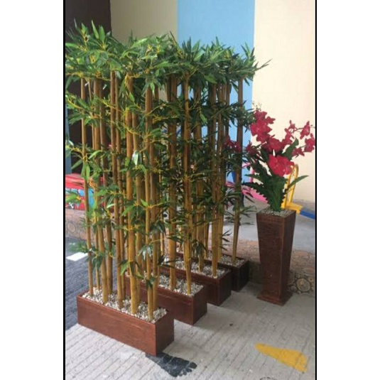 Bambu kuning,  bibit unggul bambu kuning. Bambu kuning SUPER panjang 30-40cm