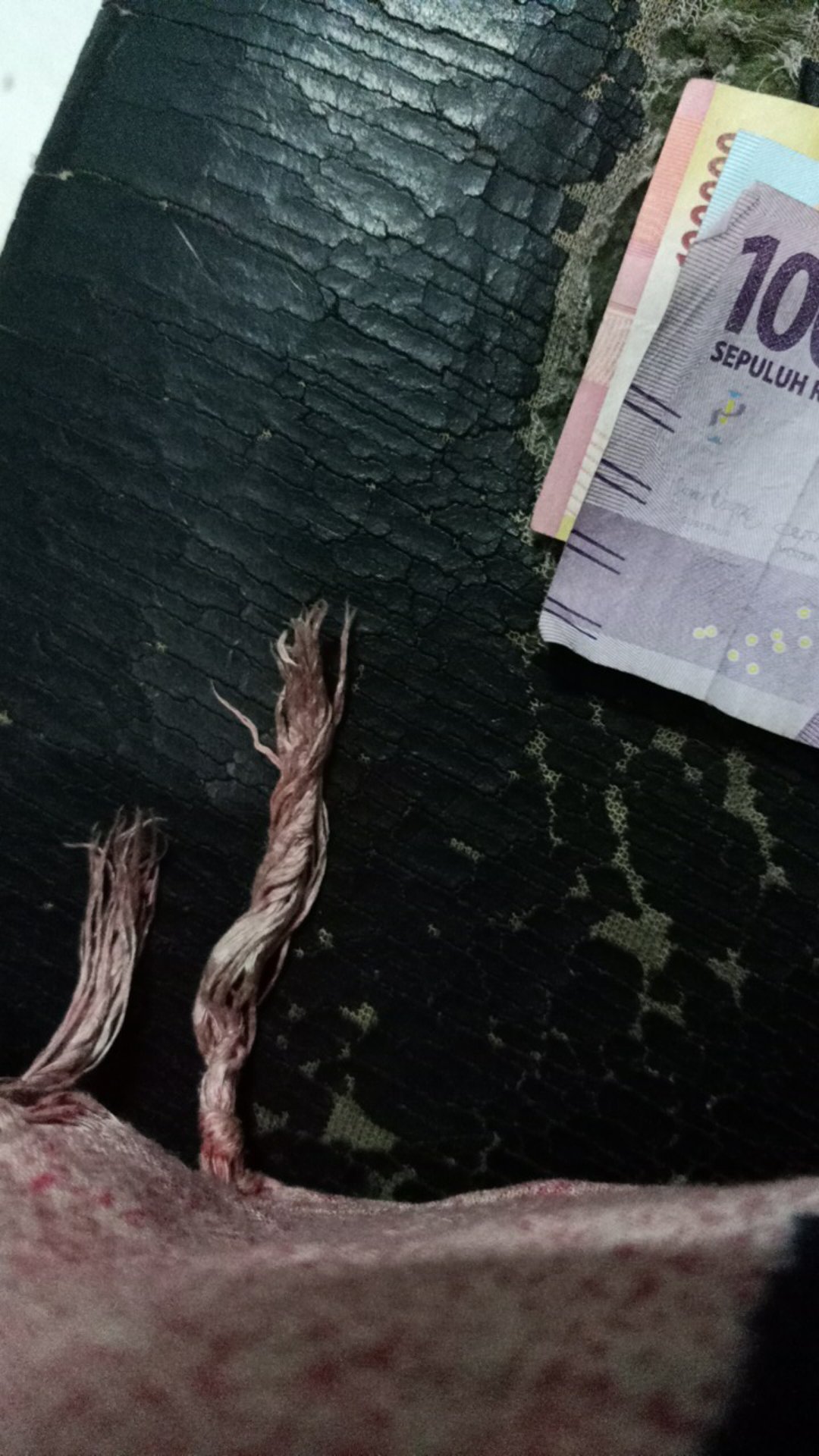 Penjepit Odol Karakter Imut Tempat Odol Toolpaste Unik