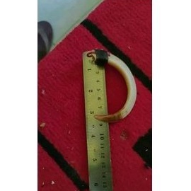 STOK TRAHIR TARING BABI ASAL PAPUA.