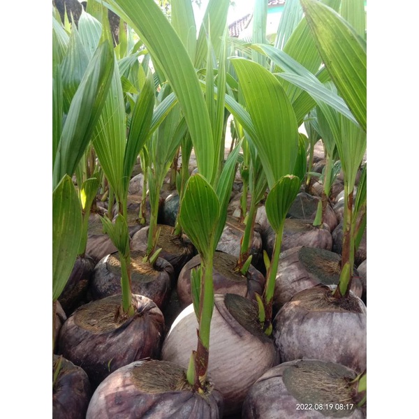 bibit kelapa genjah entok kelapa pendek berbuah