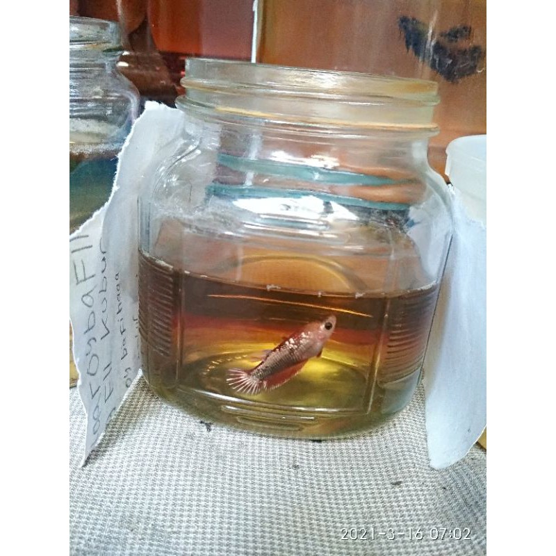 cupang avatar cooper rose gold over tail real picture (indukan)