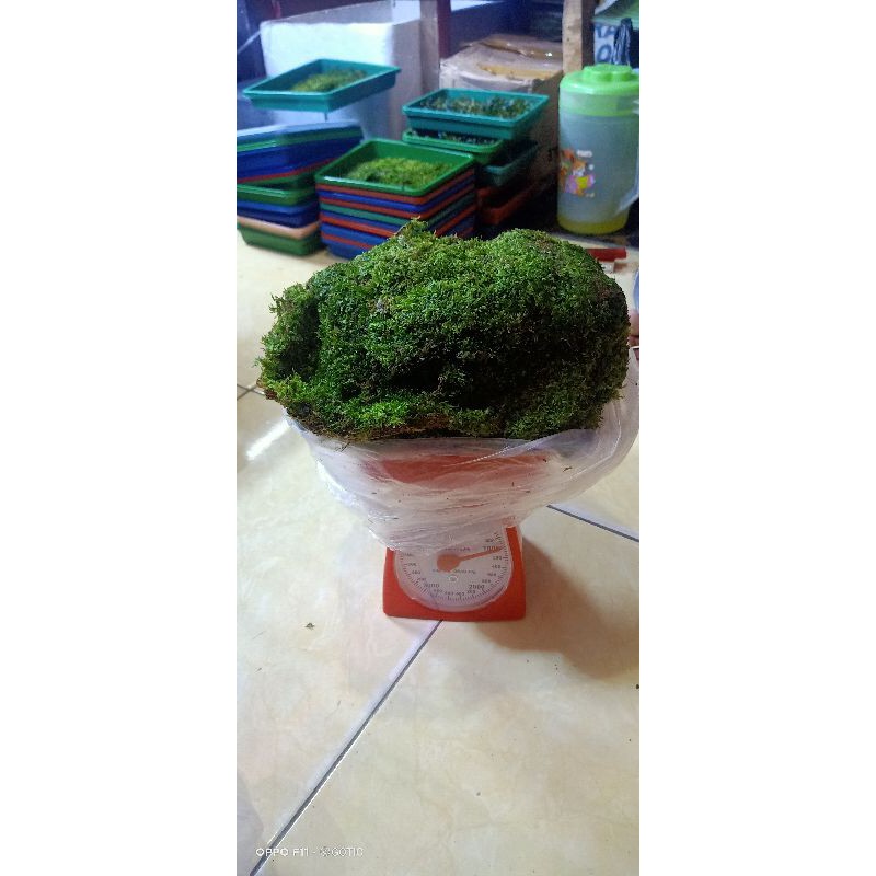MOSS WEPING 1 KILO | MOSS WEEPING | WIPING MOSS AQUASCAPE 1 KILOGRAM