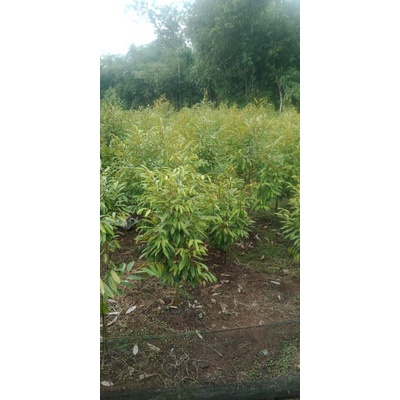 bibit durian musangking kaki 3 okulasi sambung pucuk cepat berbuah / durian musang king