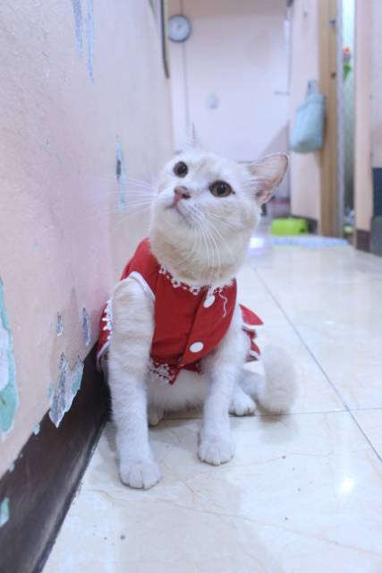 Dress polos warna merah lucu untuk kucing / baju kucing murah size S-XL