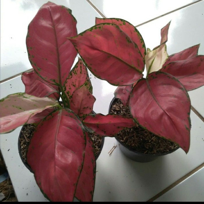 tanaman hias aglonema super red anjamani -aglonema red anjamani
