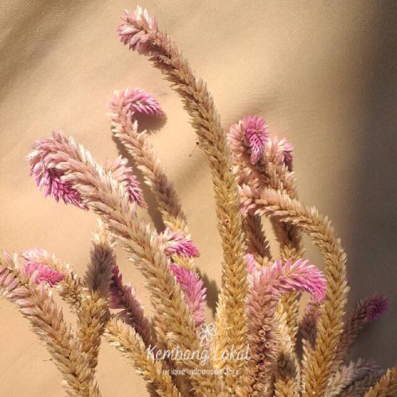 

dried Boroco/dried celosia