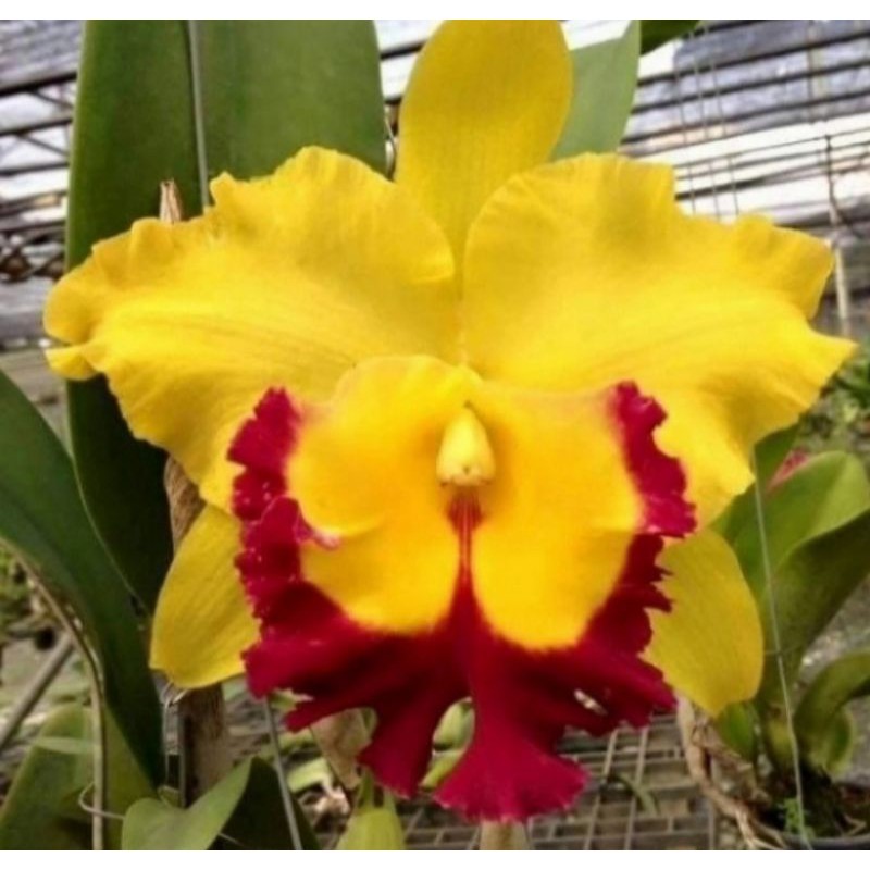 Anggrek cattleya Bunga Kuning pra Dewasa