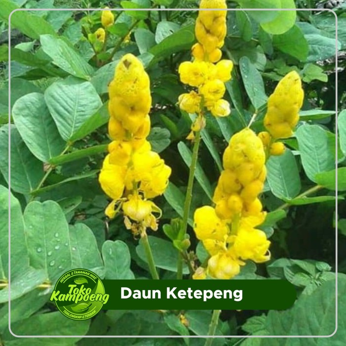 

Daun Ketepeng Segar 500 Gram (Kimanila / Cassia alata L) Cina