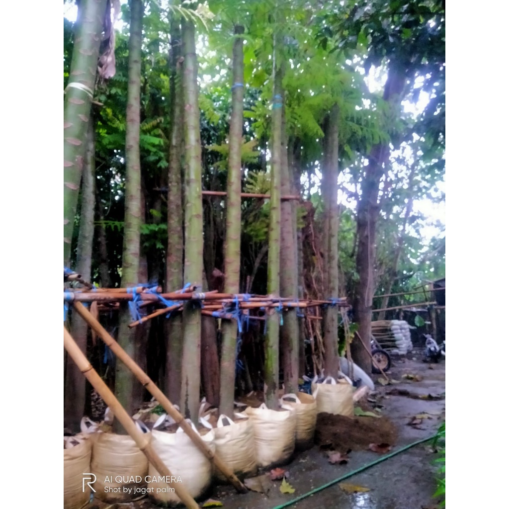 PLANTER BAG POT TANAMAN POT BIBIT POT BUNGA 75L