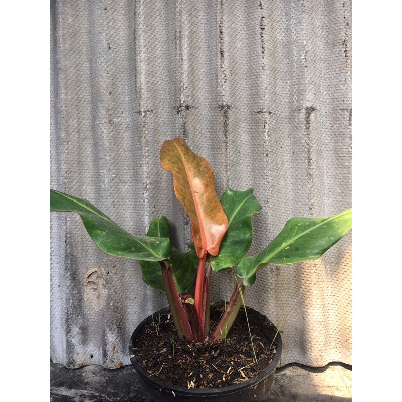 Philodendron tricolor tanaman philo cantik