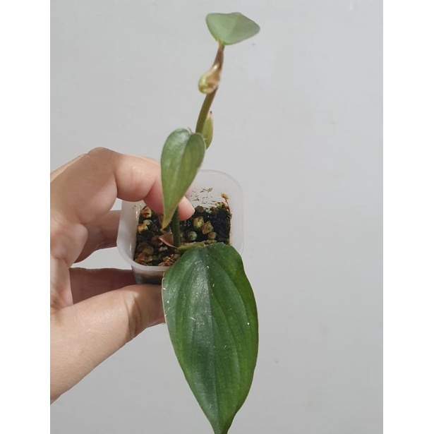 philodendron burlemarx fantasy