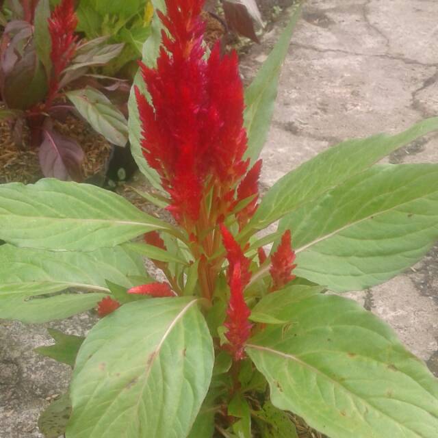 Tanaman bunga celosia