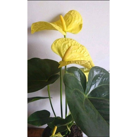 TANAMAN HIAS ANTHURIUM MICKEY MOUSE YELLOW PAGE