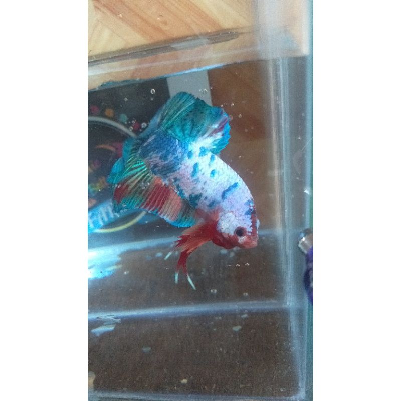 

Giant Multicolour