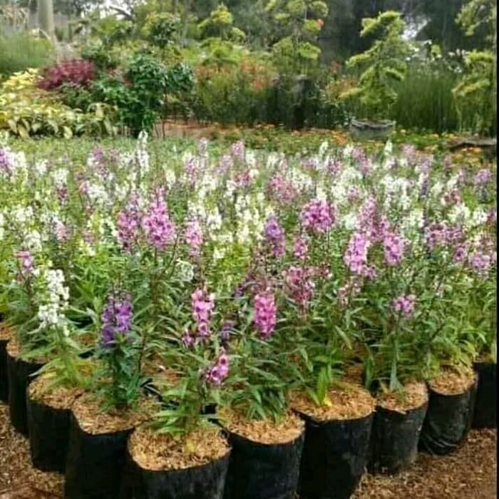 tanaman herbal lavender - tanaman hias lavender