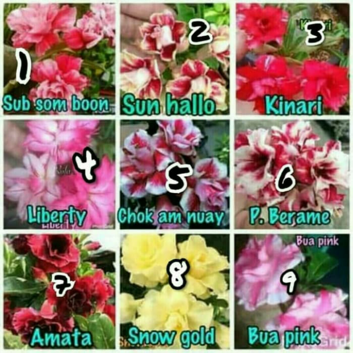 

Paket 9 Bibit Bunga Kamboja Jepang - Kamboja Adenium