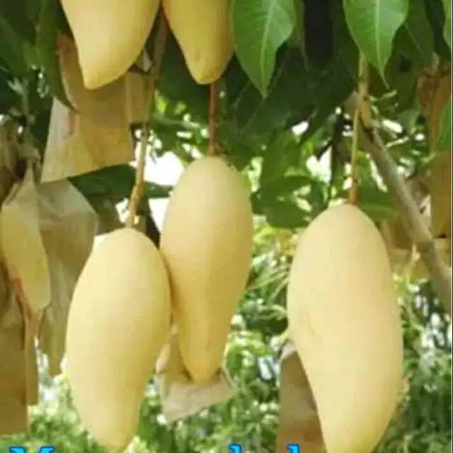Bibit Mangga Chokanan Mudah Berbuah Hasil Okulasi / Tanaman Buah Mangga Chokanan
