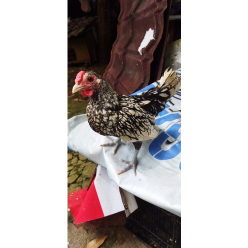 ayam batik italy spasang