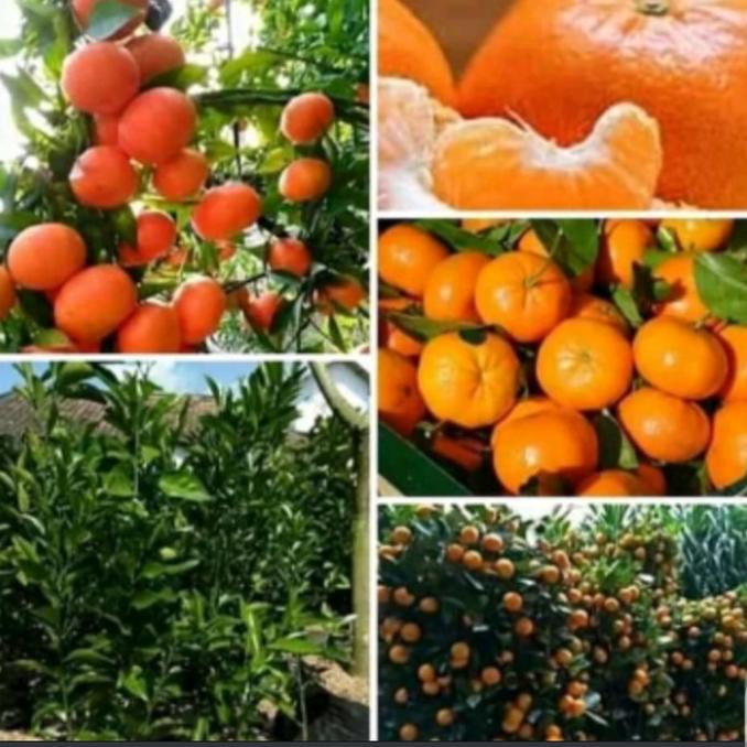 Jual Joss Bibit Jeruk Santang Siap Buah Tinggi Cm Up Viral Shopee Indonesia