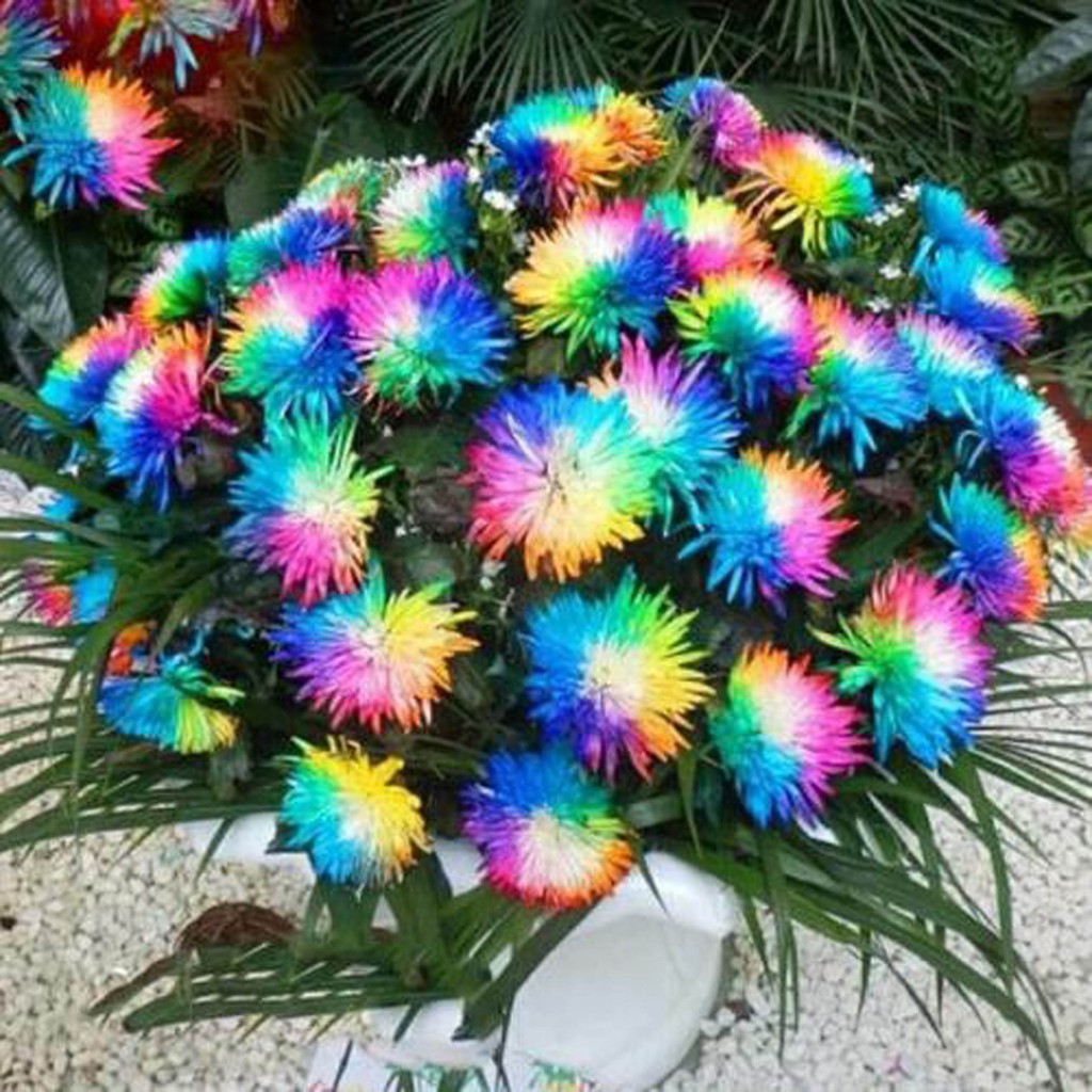 Biji Bunga Krisan Pelangi - Bibit Tanaman Rainbow Chrysanthemum Flower - Bunga Krisan Pelangi - COD