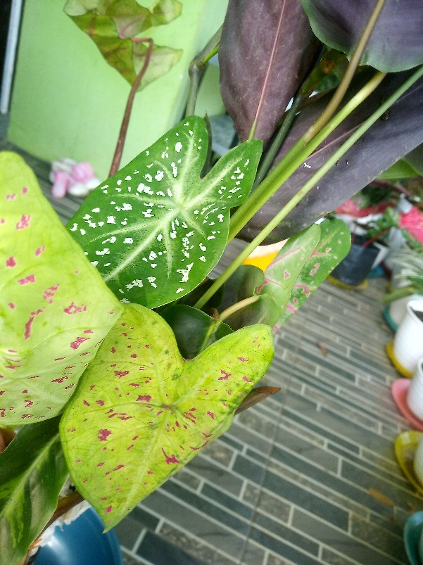 Tanaman Hias Calathea Sentosa Tanaman Hias