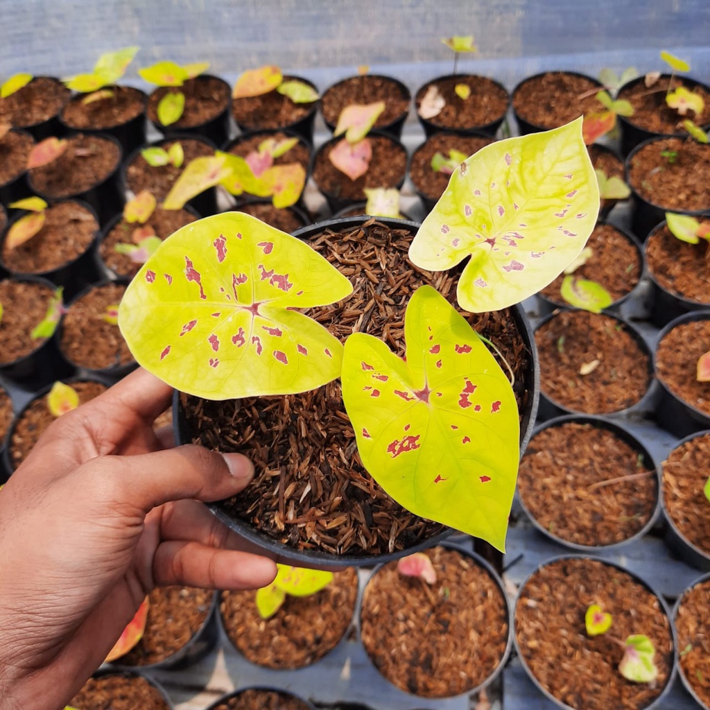Caladium Yellow Leopard Tanaman Hias Keladi Yellow Leopard Caladium Murah