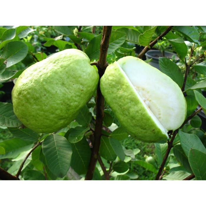 Bibit Jambu Sukun Putih/Tanaman Jambu Sukun Putih