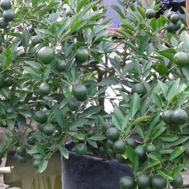 TANAMAN JERUK SONKIT/JERUK KINKIT / PONTIANAK / SUDAH BERBUAH LEBAT