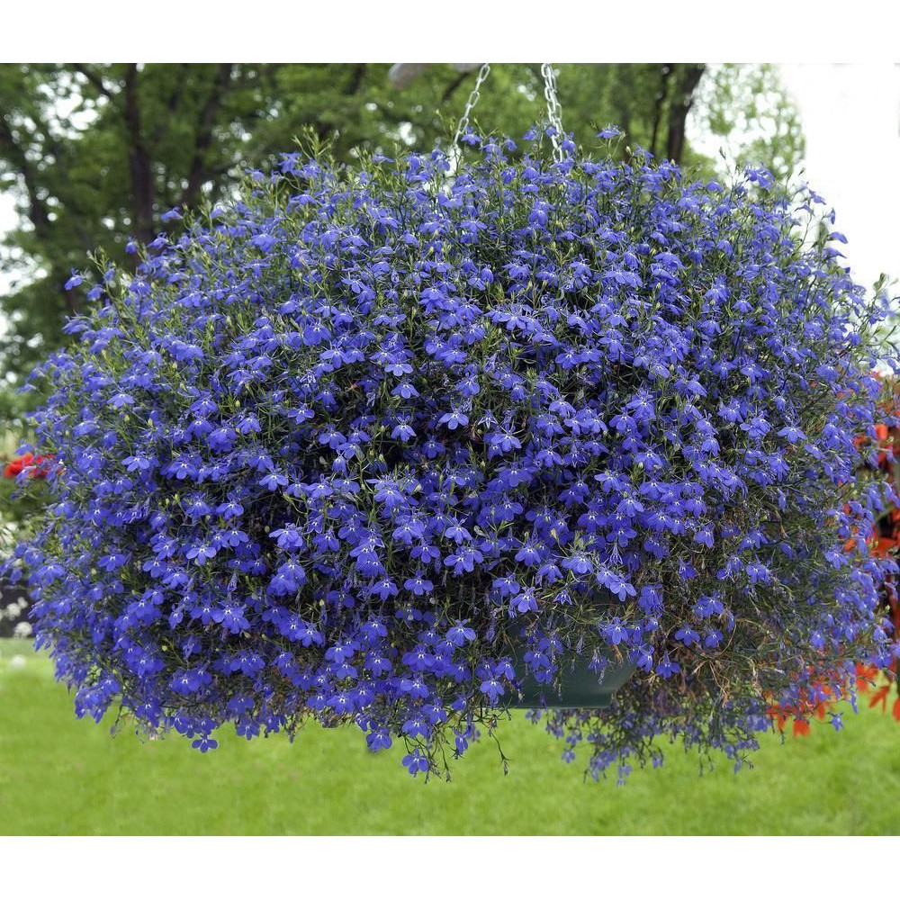 Benih Bibit Biji - Bunga Lobelia Blue Sapphire Trailing Flower Seeds - IMPORT