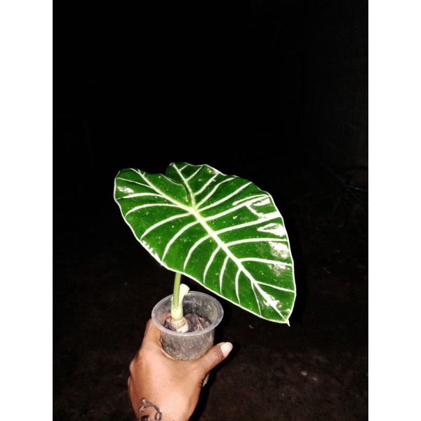 ALOCASIA MERATUS SP. KALSEL MIRIP WATSONIA