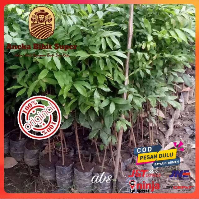 10 bibit kelengkeng seedling super - asli
