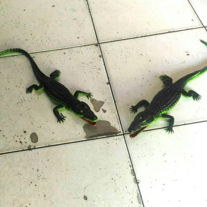 

14.84Ftgrdujh- Mainan Binatang Karet Di Ncet Bunyi Buaya Jinak Crocodile Bin Aligator -Toko-Boneka.