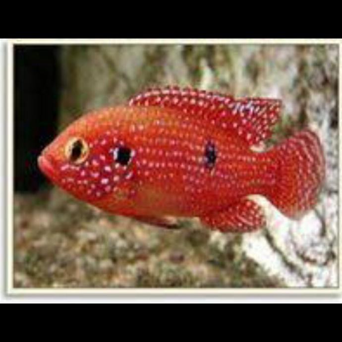 HEMICHROMIS RED JEWEL CICHLID AFRICA JUMBO