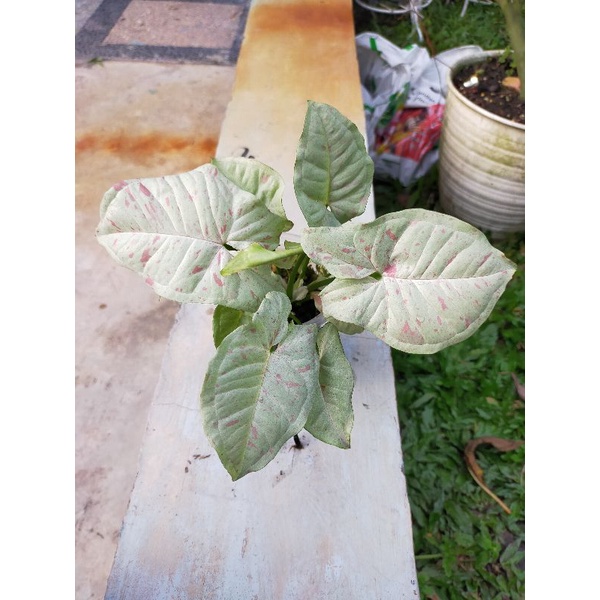 Syngonium Milk confetti