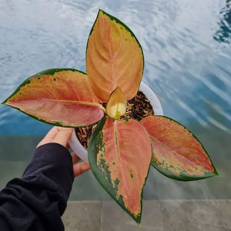 Aglaonema sultan brunei / Aglonema sultan brunei florist nursery / Aglonema sultan brunei (Tanaman h