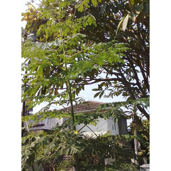 

Daun Kelor Segar / Moringa Fresh Leaf