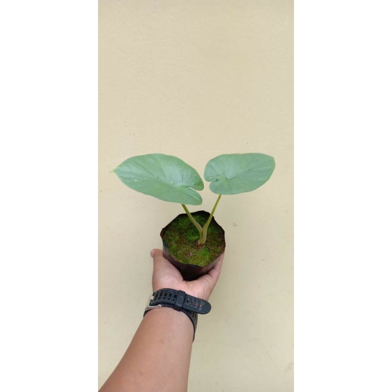 alokasia raksasa / alokasia alba - baby