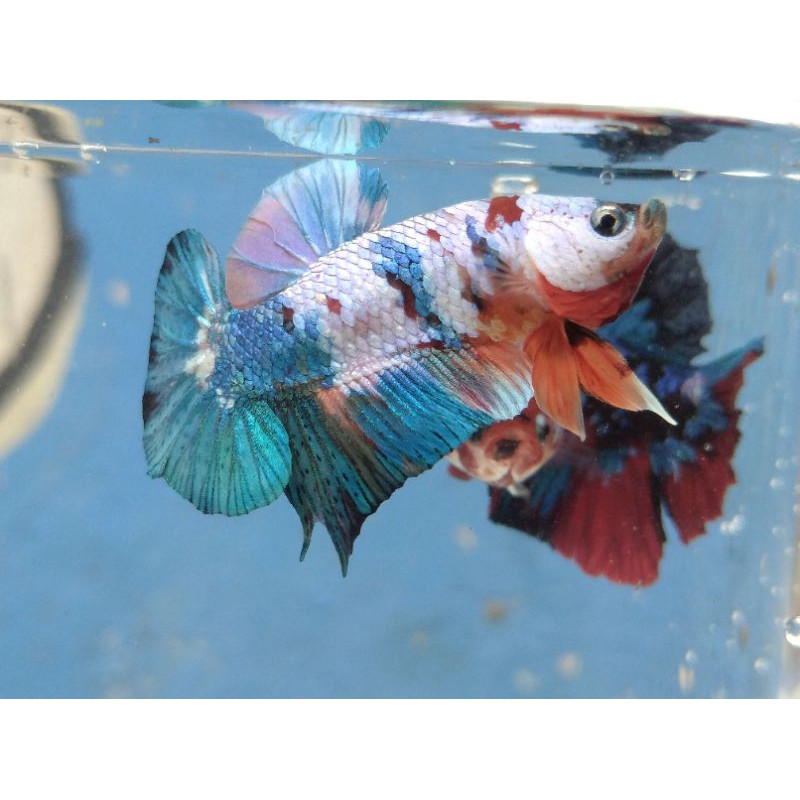 

ikan cupang hias multicolour