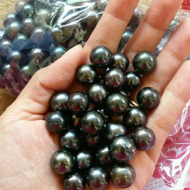 Butiran mutiara laut warna hitam asli lombok