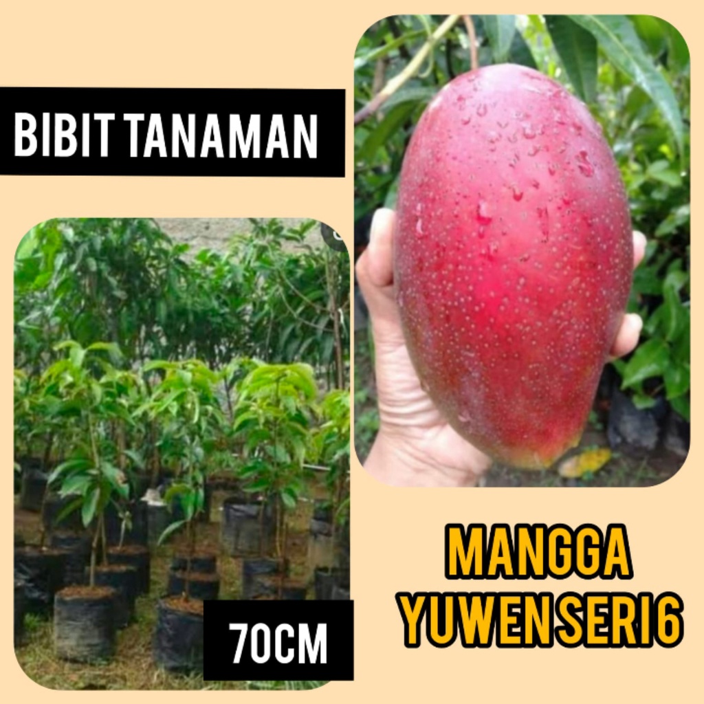 Bibit Mangga Yuwen Seri 6 Tinggi 70 cm