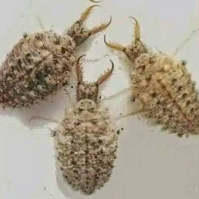 

Asli undur2 budidaya sendiri