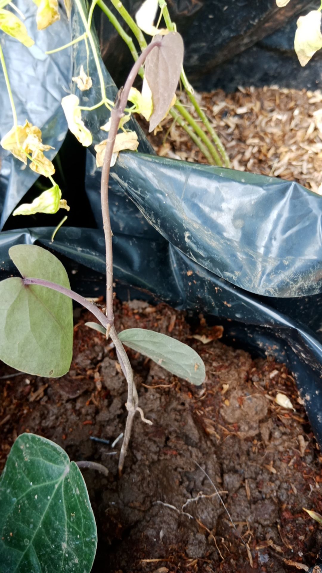 Bibit Tanaman Daun Sirih Hitam